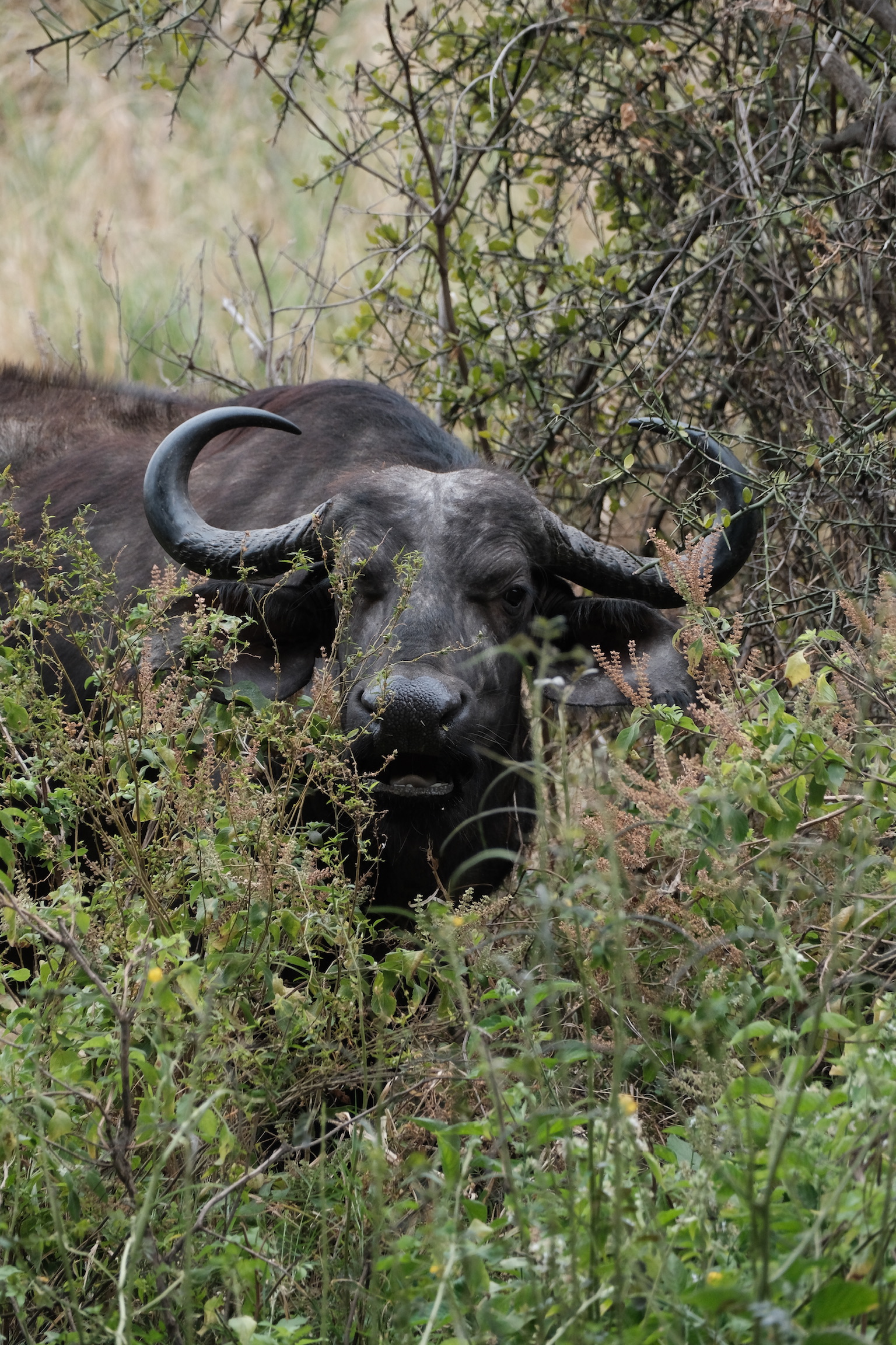 A cape buffalo standing alert in dense East African bushland