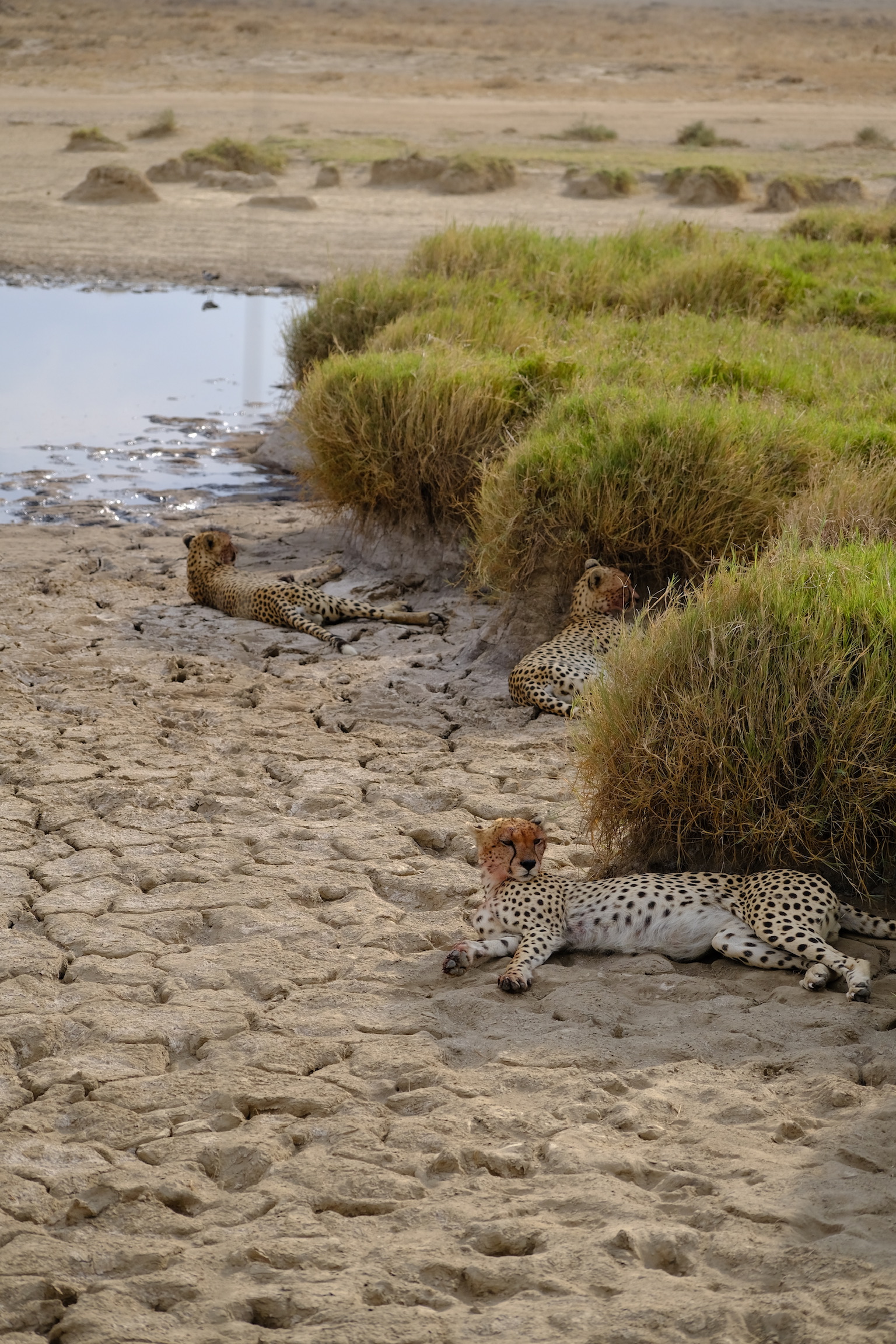 Three cheetahs resting together on the Serengeti plains