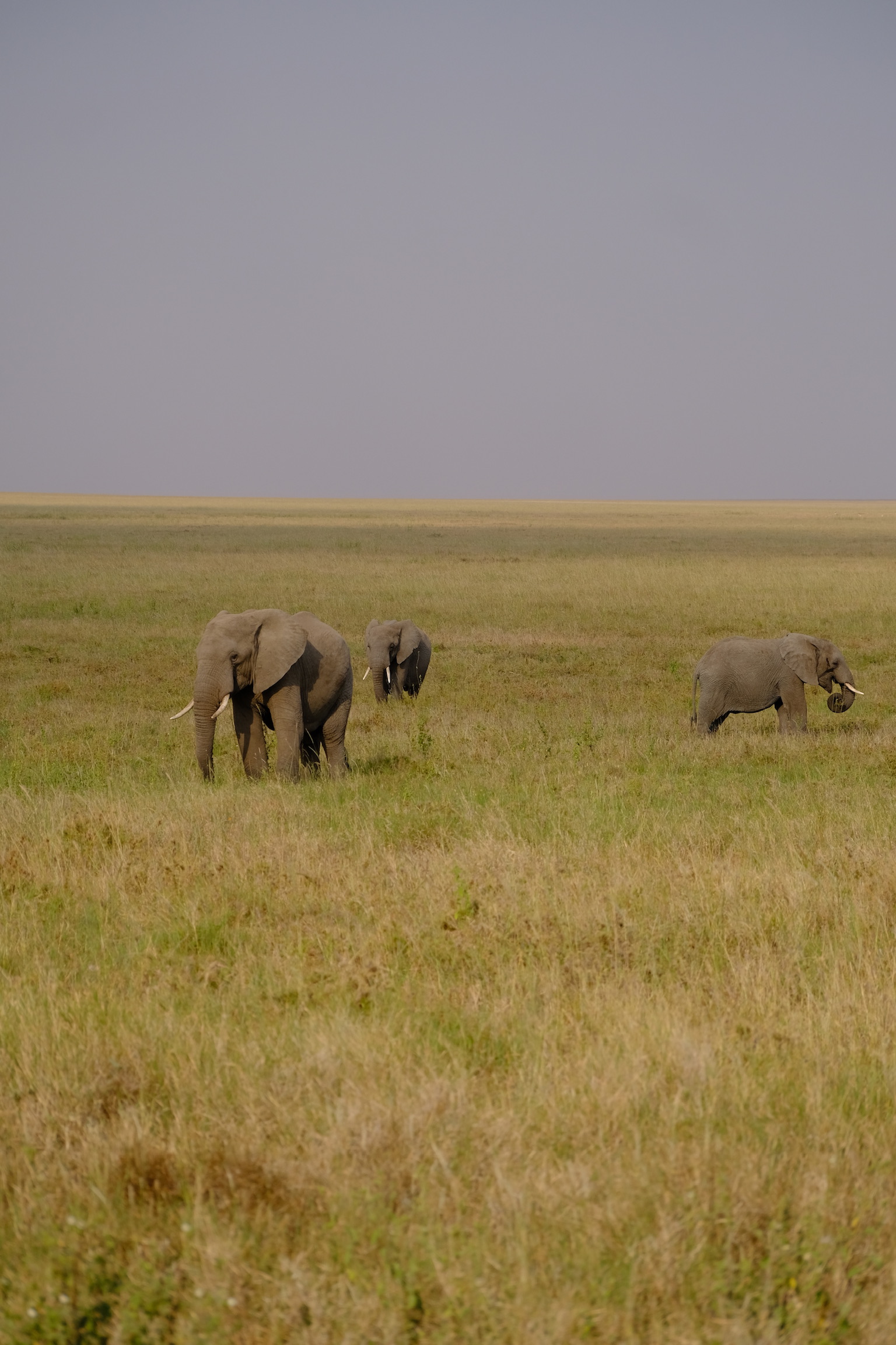 Elephant family crossing the golden plains of the Serengeti