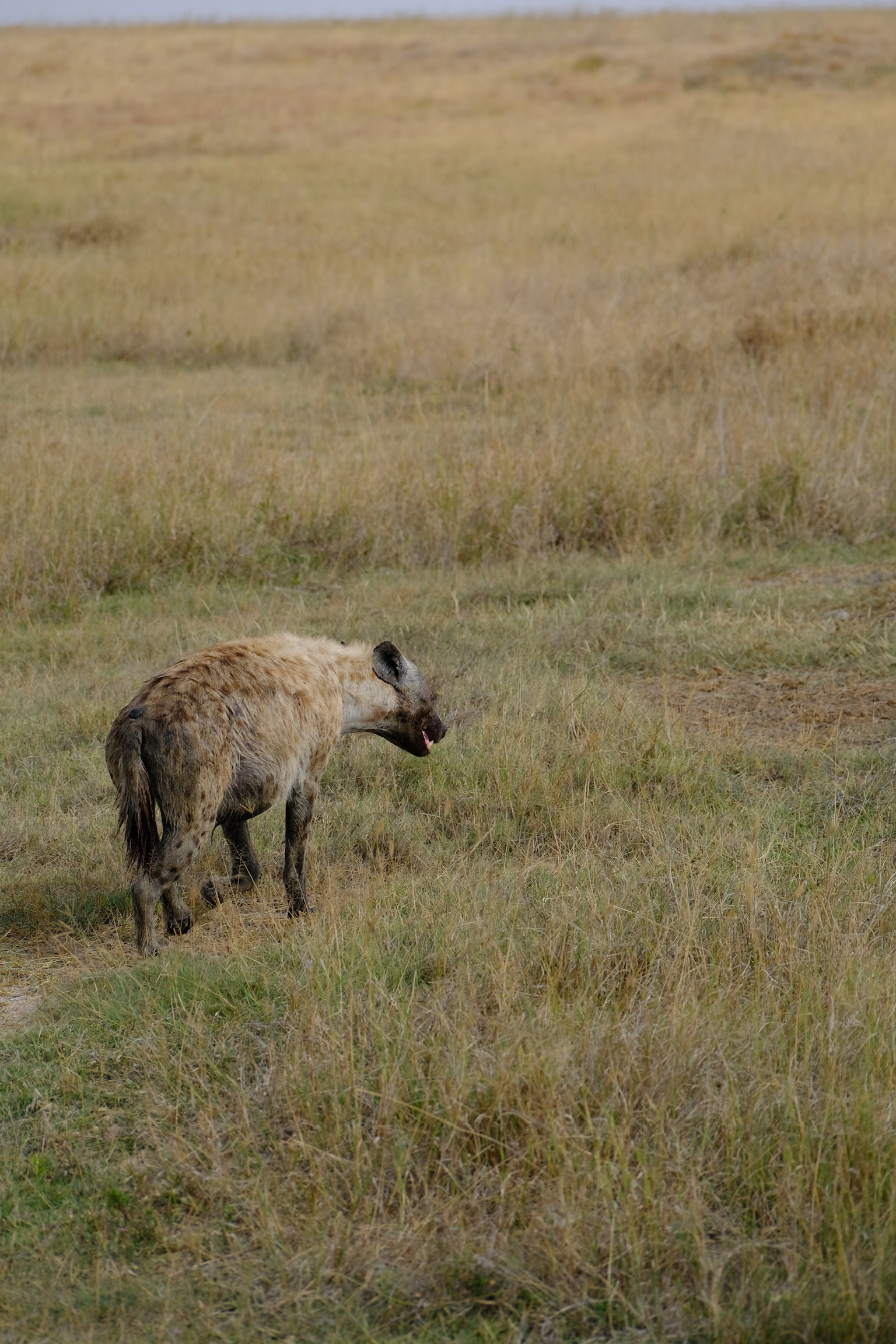 What a Night Drive in Ngorongoro Feels Like