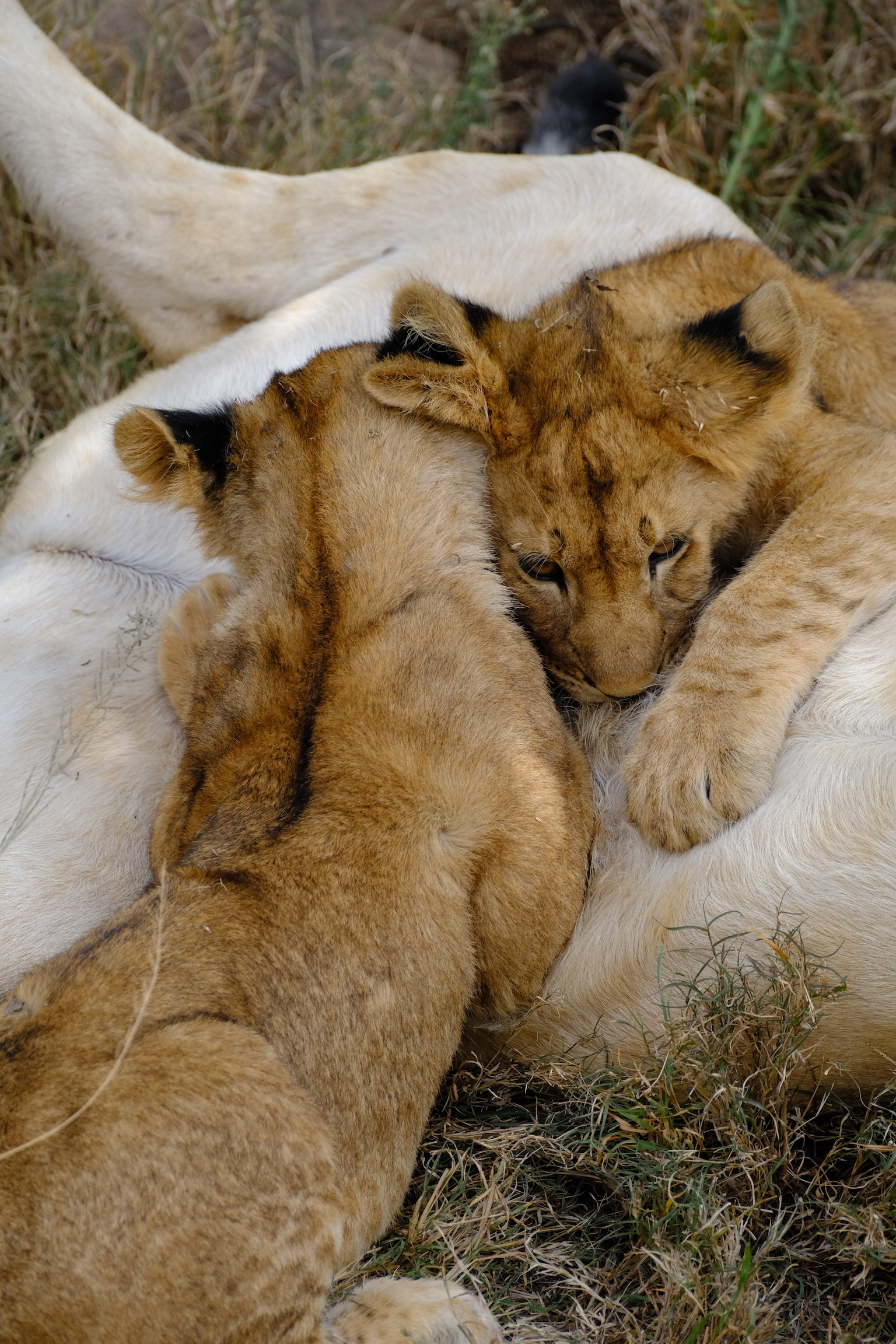 Why Nara Africa Exists
