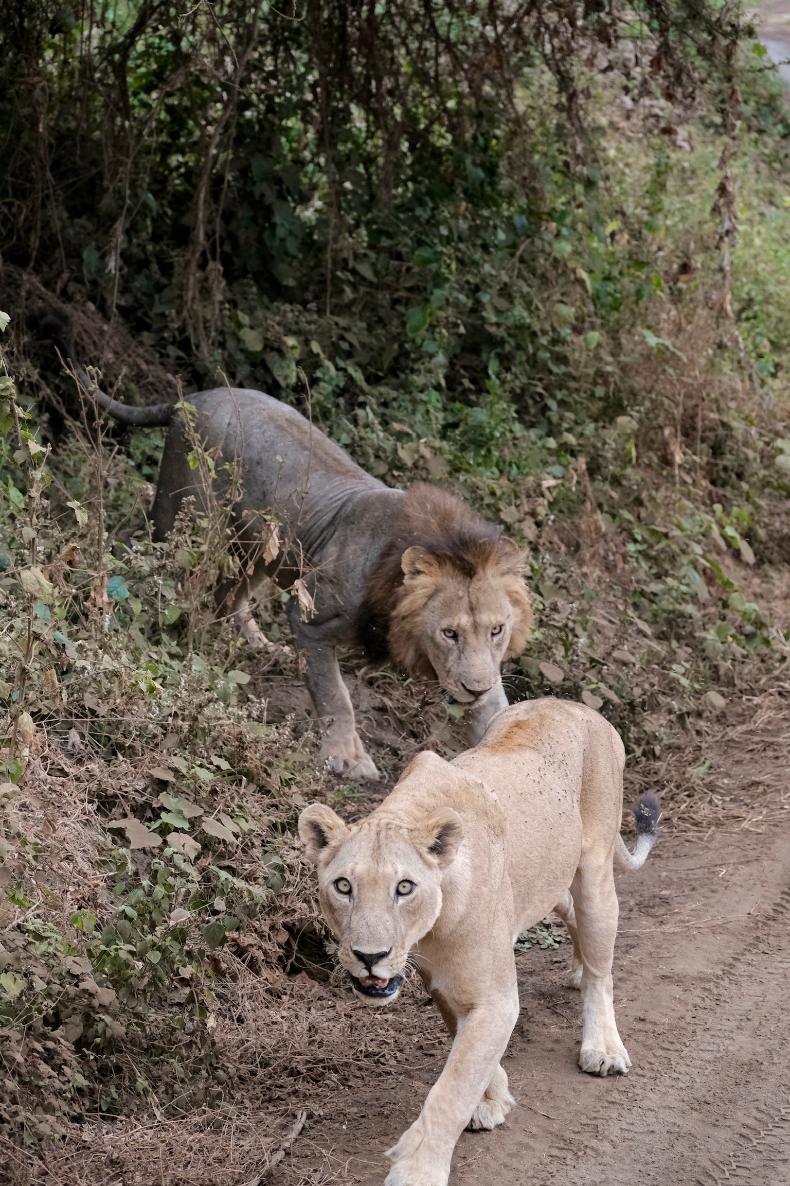 Reading the Serengeti by Season