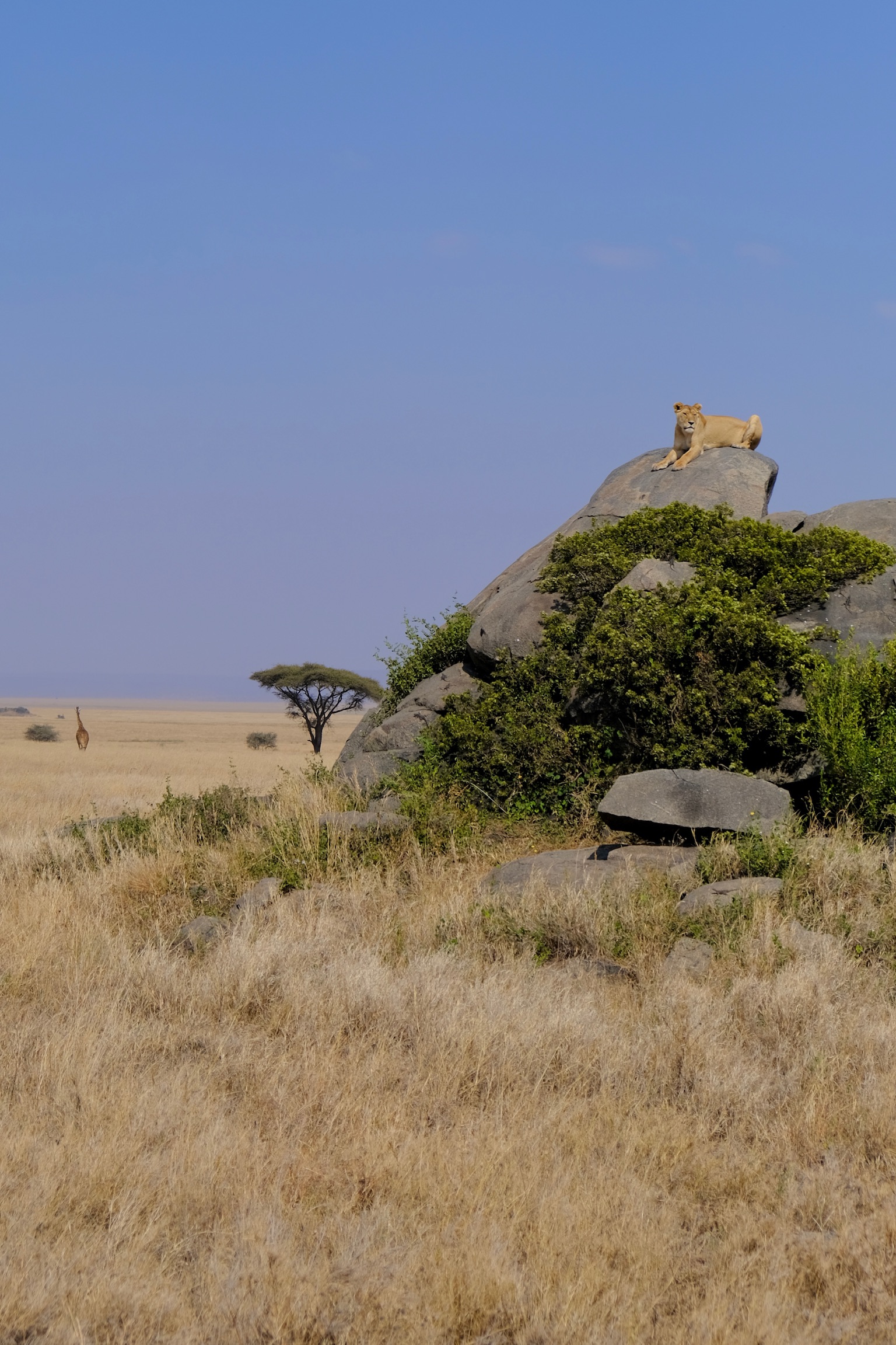 A lioness surveying her territory from atop a rocky kopje