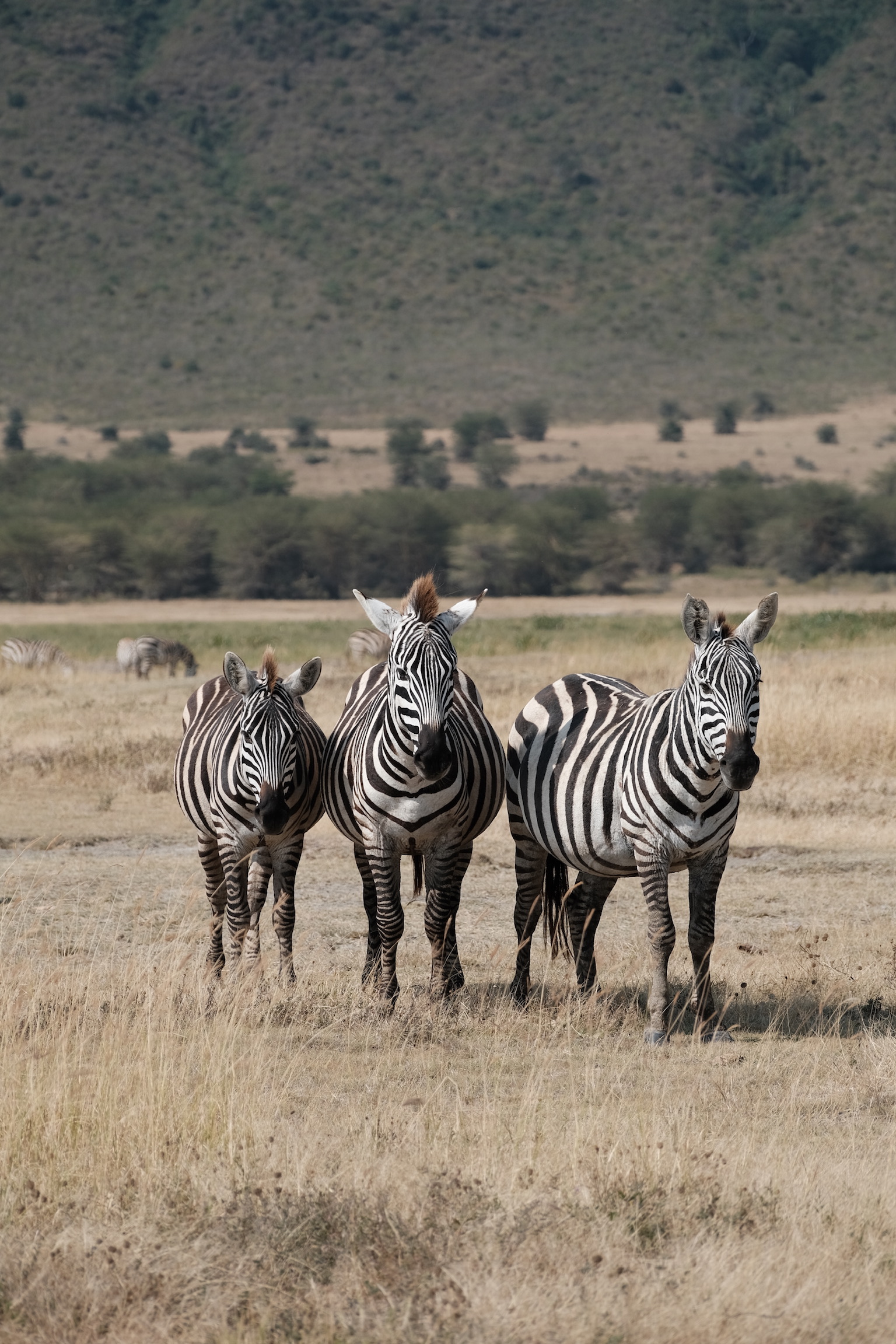 Serengeti